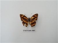 藏品(花豹盛蛺蝶)的圖片